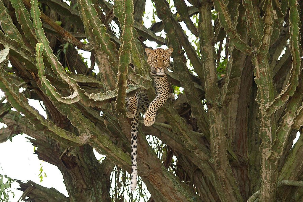 Image Trek Gorille Bwindi - Safari Queen Elizabeth - Croisière Kazinga
