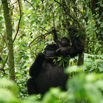 Safari Ouganda