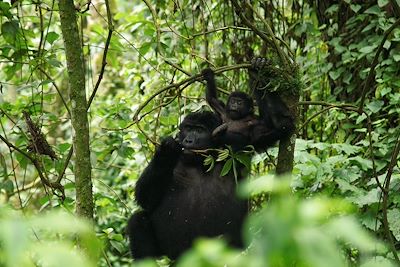 Voyage Ouganda