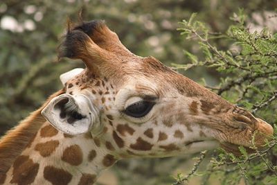 Girafe - Ouganda