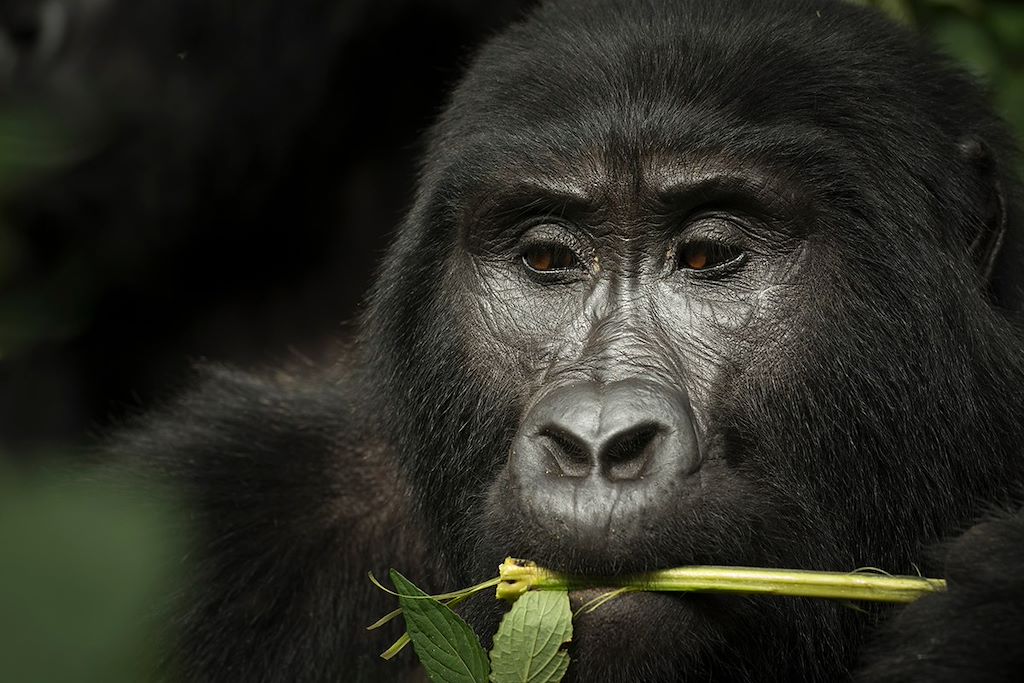 Image Trek Gorille Bwindi - Safari Queen Elizabeth - Croisière Kazinga