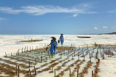 Phycoculture à Zanzibar - Tanzanie