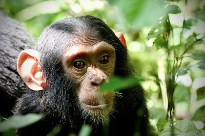 Chimpanzé - Ouganda