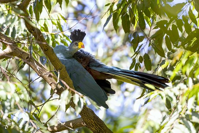 Voyage De la Perle de l’Afrique aux plages turquoise