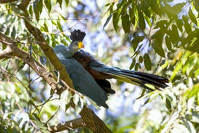 Touraco géant - Ouganda