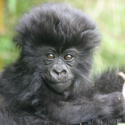 Safari Ouganda