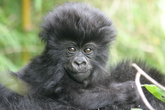 Safari Ouganda