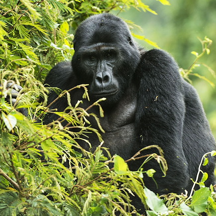 Observation animalière Ouganda