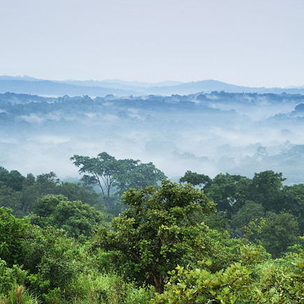 Observation animalière Ouganda