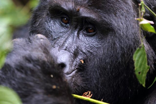 Image Ouganda - Rwanda, spécial primates
