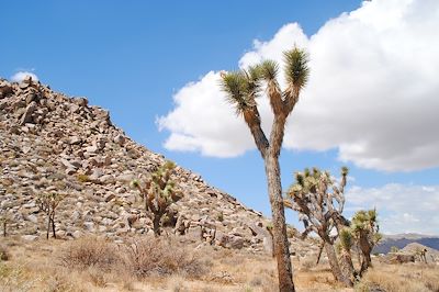 Parc national de Joshua Tree - Etats-Unis