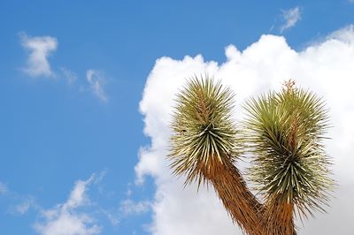 Parc national de Joshua Tree - Etats-Unis