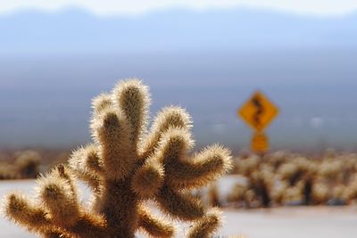 Parc national de Joshua Tree - Etats-Unis