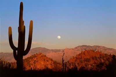 Parc National de Saguaro - États-Unis 