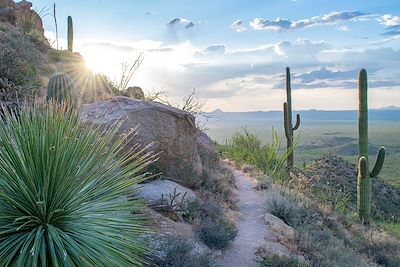 Rocky Hillside dans le Saguaro National Park, Tucson, Arizona