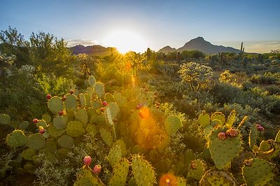 Parc national de saguaro