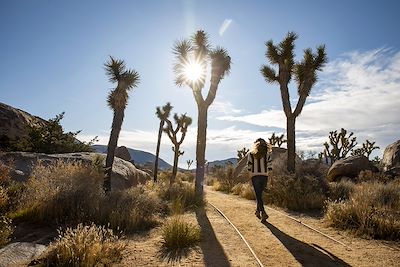 Désert de Joshua Trees