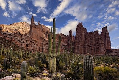 Parc national de Saguaro