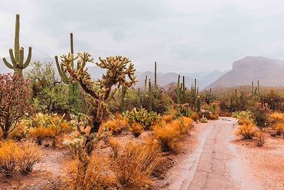 Désert de Sonora, les montagnes de Santa Catalina et Saguaros au loin, Tucson, Arizona 
