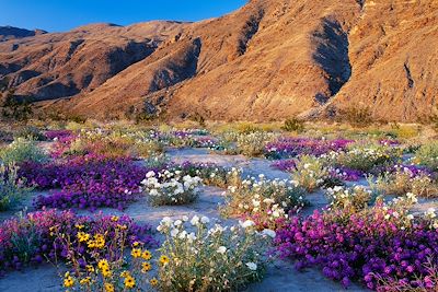 Parc détat du désert anza borrego