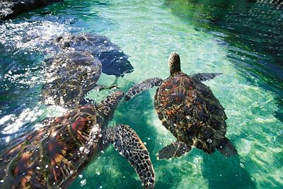 Maui Ocean Center - Maalaea - Hawaï