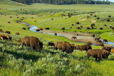 Bisons - Yellowstone - Etats-Unis