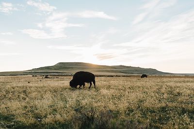 Bisons - Parc d'Etat Antelope Island - Utah - Etats-Unis