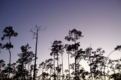 Everglades - Floride - Etats-Unis