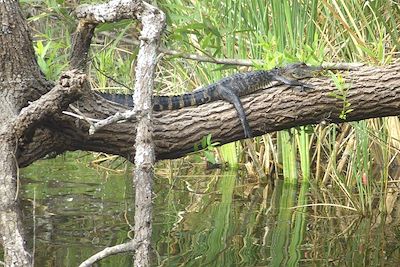 Alligator dans les Everglades - Chokoloskee - Floride - États-Unis
