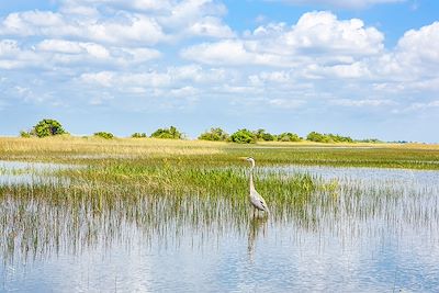 Parc national d'Everglades - Floride - Etats-Unis