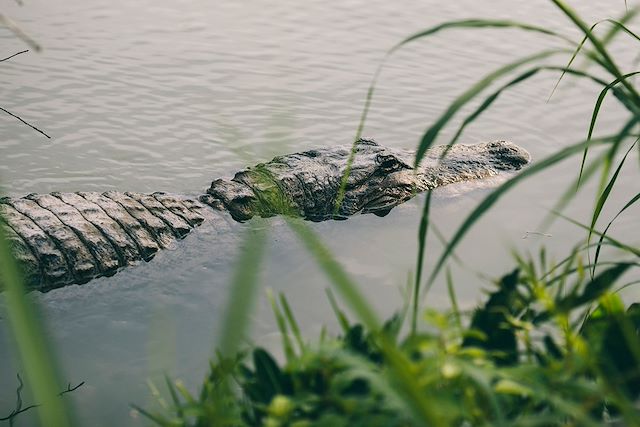 Voyage La Floride et les Everglades 