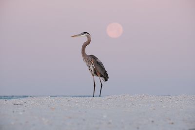 © Maryanne Gobble / Stocksy - un oiseau sur une plage de Floride - Etats-Unis un oiseau sur une plage de Floride - Etats-Unis