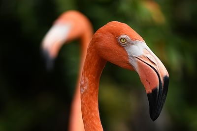 © ALICIA BOCK / Stocksy - Flamants roses - Floride - Etats-Unis Flamants roses - Floride - Etats-Unis