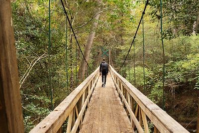 © Maryanne Gobble / Stocksy - Trail en Floride - Etats-Unis Trail en Floride - Etats-Unis