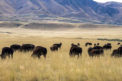 Troupeau de bisons - Antelope Island - Utah - Etats-Unis