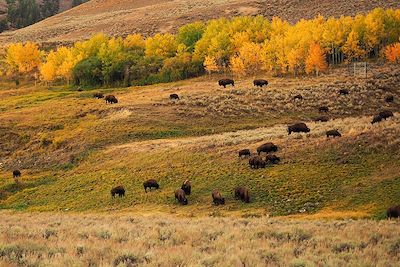Bisons - Wyoming - Etats-Unis