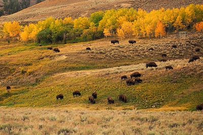 Voyage Rocheuses et Rodéo, du Colorado au Wyoming  1