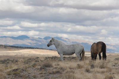 Deux Mustangs dans une prairie, Utah