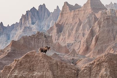 un bélier dans les Badlands National Park, Sud Dakota 