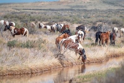 Mustang en train de s'abreuver dans une rivière, Wyoming, USA
