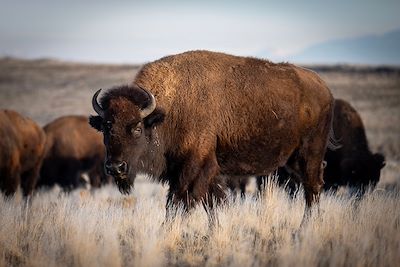 Bison, Antelope Island State Park, Utah, USA