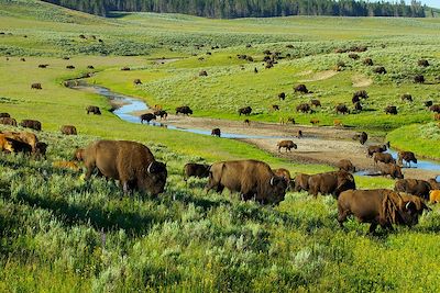 Bisons - Yellowstone - Etats-Unis