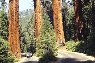 Le Sequoia National Park en Californie