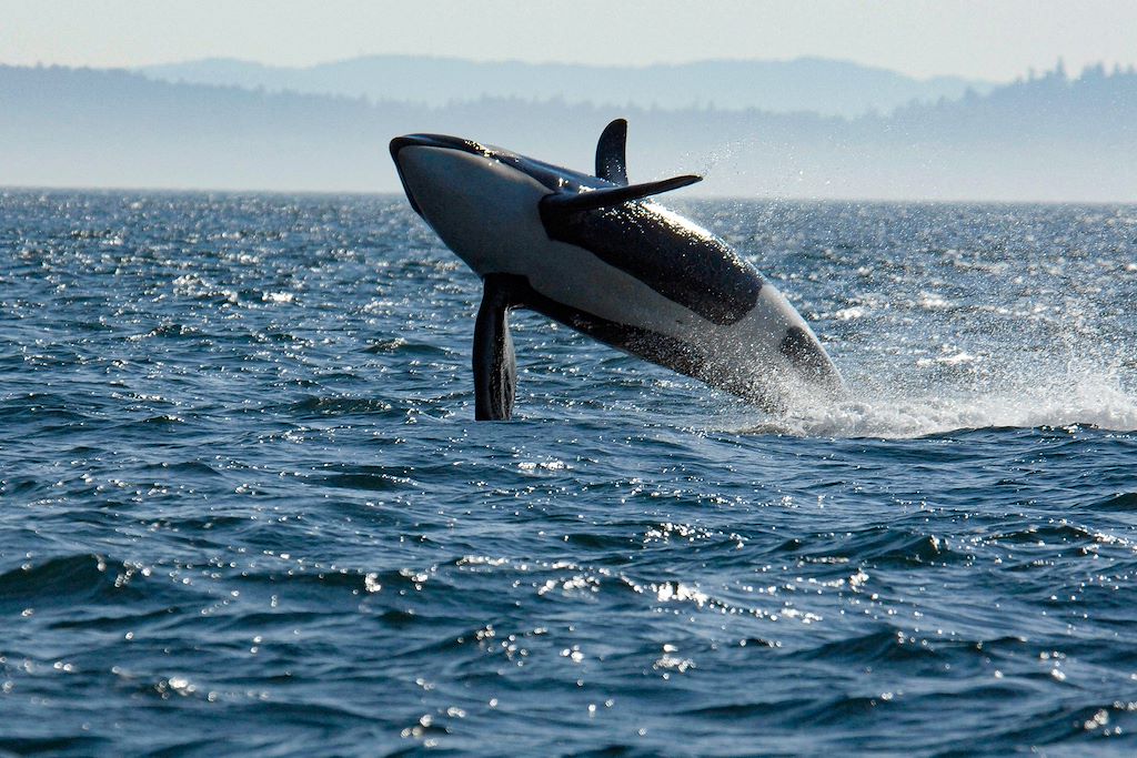 Image Autotour Washington - Observation des baleines - Randonnée Mont Rainier