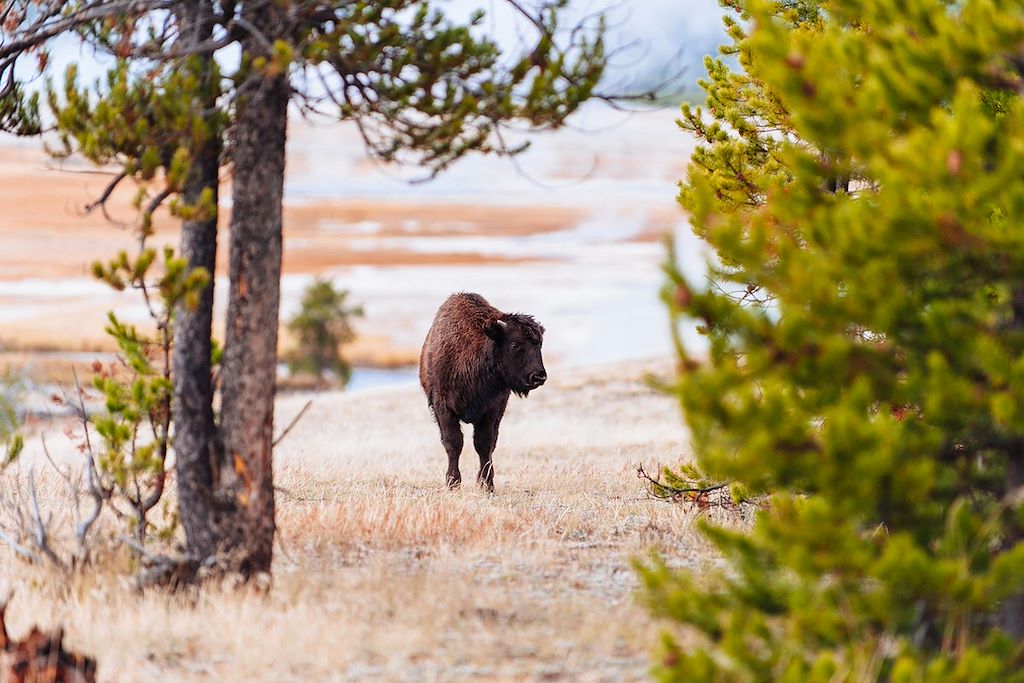 Image Autotour Yellowstone, Randonnée Zion, Grand Canyon