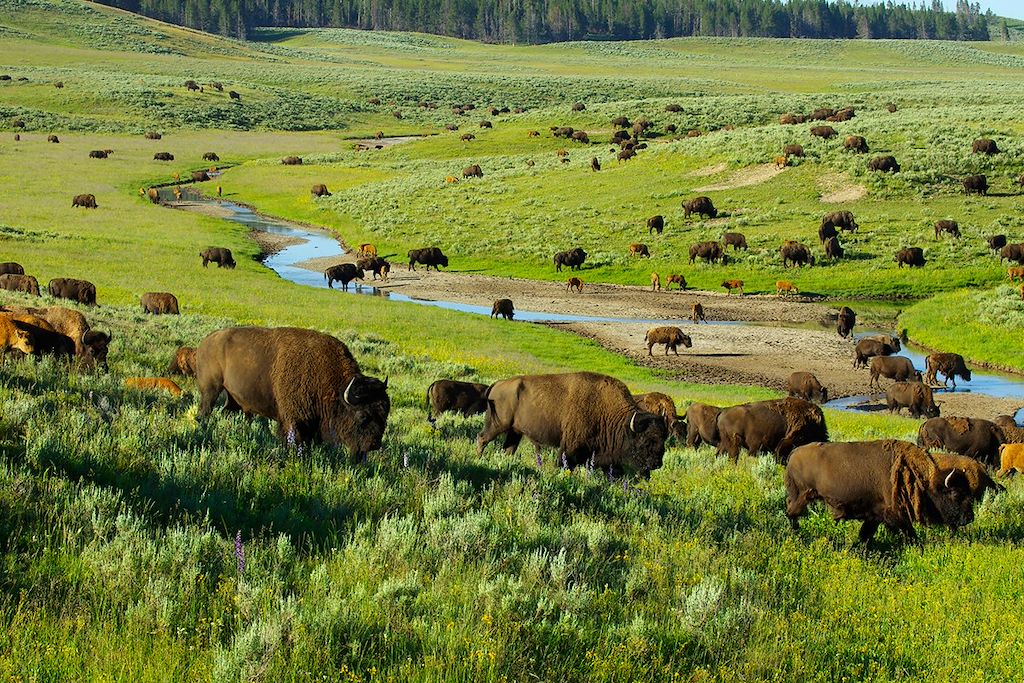 Image Randonnée Yellowstone - voyage parcs nationaux USA - Grand Canyon