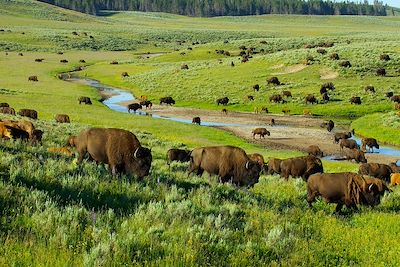 © JREden / iStock - Bisons - Yellowstone - Etats-Unis Bisons - Yellowstone - Etats-Unis