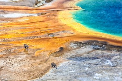 © Fotografie Daniel Osterkamp - Bisons- Yellowstone National Park Bisons- Yellowstone National Park