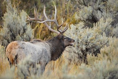 Wapiti - Parc National de Yellowstone - Wyoming - Etats-Unis