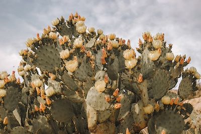 Fleurs de cactus - Etats-Unis